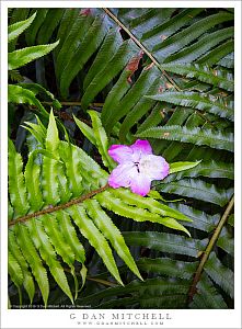 Rhododendron And Ferns