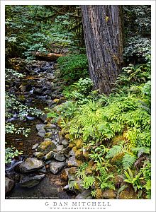 Ferns, Creek, And Forest