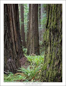 Old Growth Forest