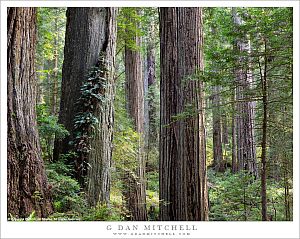 Quiet Forest