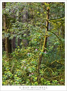 Redwood and Rhododendron