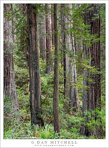 Redwood Trees And Ferns
