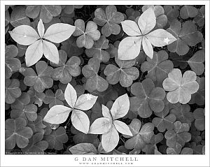Plants, Redwood Forest Floor