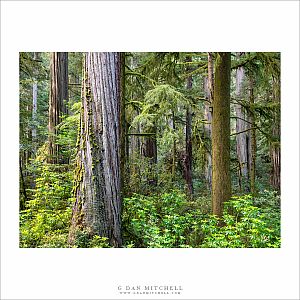 RedwoodForestMorning20180605