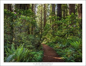 Redwood Forest Trail