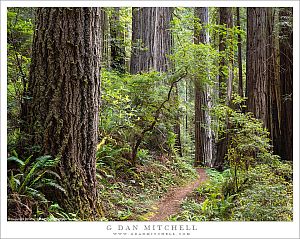Redwood Forest Trail