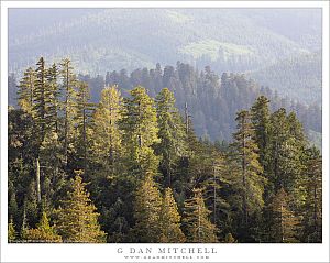 Ridges and Redwoods