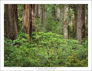 Redwoods and Rhododendrons