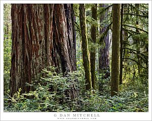 Redwoods Great And Small