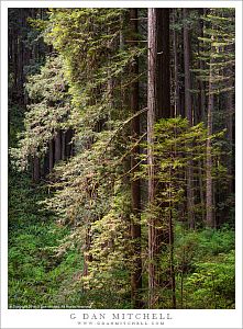 Redwoods in Sun