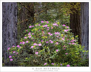 Rhododendron Bloom, Rredwood Forest