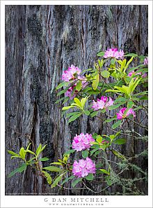 Rhododendron Blooms, Redwood Bark