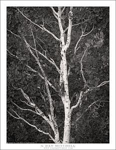 Aspen Branches