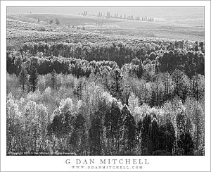Aspen Forest and Hills