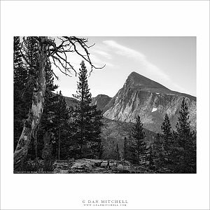 Trees and Peak