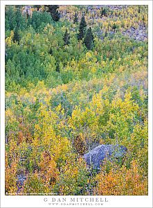 Autumn Aspens and Boulder