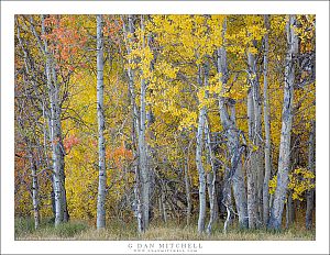 Aspen Grove, Red and Gold