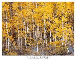 Aspen Grove Below South Lake