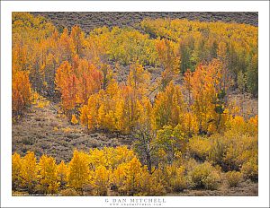 Aspen Grove in Back Light