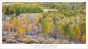 Aspen Groves, Transitional Color