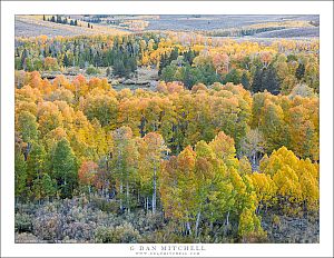 Aspen Layers