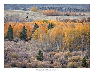 Late-Season Aspens, Evening