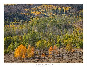 Orange, Green, and Yellow