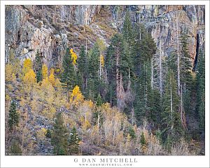 Aspens And Conifers