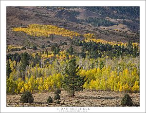 Aspens and Conifers, Autumn