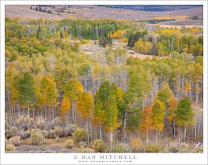 Aspens in Transition