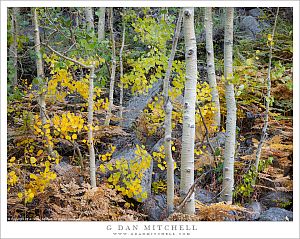 Aspens, Ferns, And Boulders