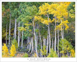 Aspens, Green and Yellow