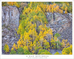 Aspens Ascending A Gully