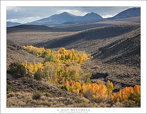 Aspens, High Desert Valley