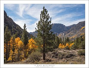 Pine and Aspen, Eastern Sierra