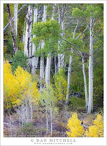 Autumn Aspen Grove