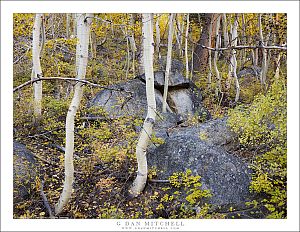 Aspens and Boulders, Autumn