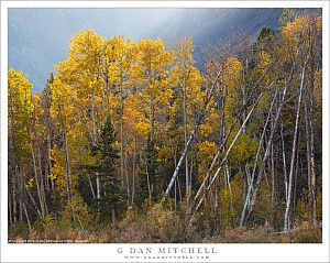 Autumn Aspens In Canyon Light