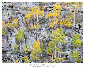 Autumn Aspens, Cliff