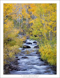 Autumn Leaves, Creek