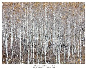 Bare Aspen Grove