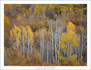 Fall Color, Bare Aspens