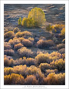 Autumn Color, Aspens and Brush