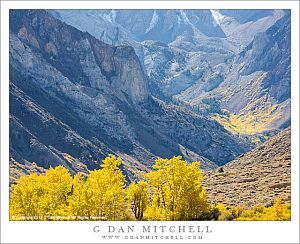 Cottonwood and Aspen, Autumn, Eastern Sierra