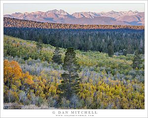 Early Aspens, Sierra Dawn