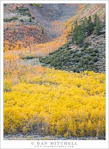 Curving Aspen Grove