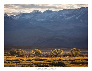 Four Trees, Owens Valley And The Sierra