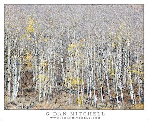 Grove of Bare Aspen Trees