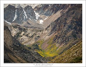 Aspens in the Canyon