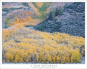 River of Aspens